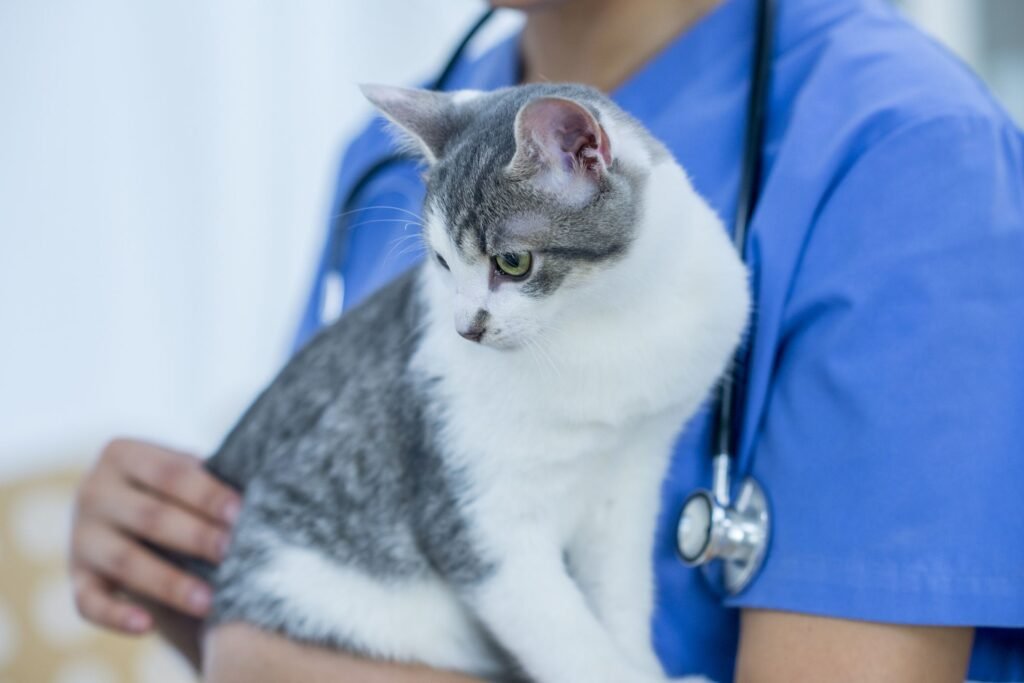 Importance of Prompt Veterinary Treatment