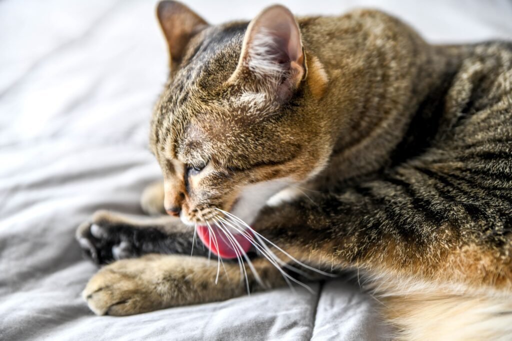 The Reasons for Cats Overgrooming: Stress as the Primary Cause