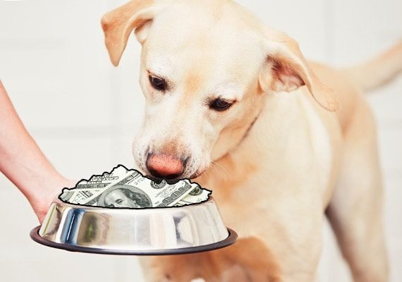 Ways to Save Money on Dog Food: Try a Cheaper Brand