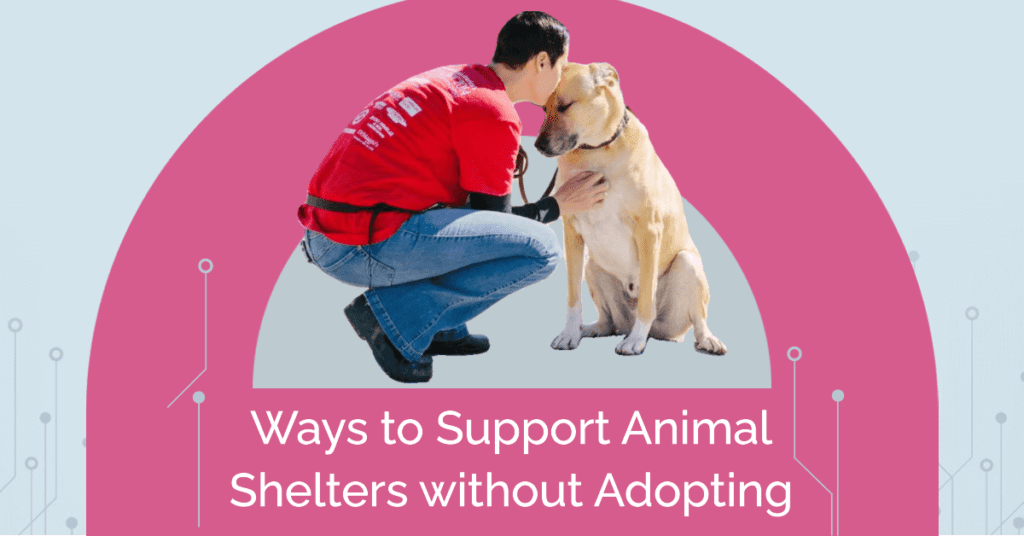 Ways to Support Animal Shelters without Adopting