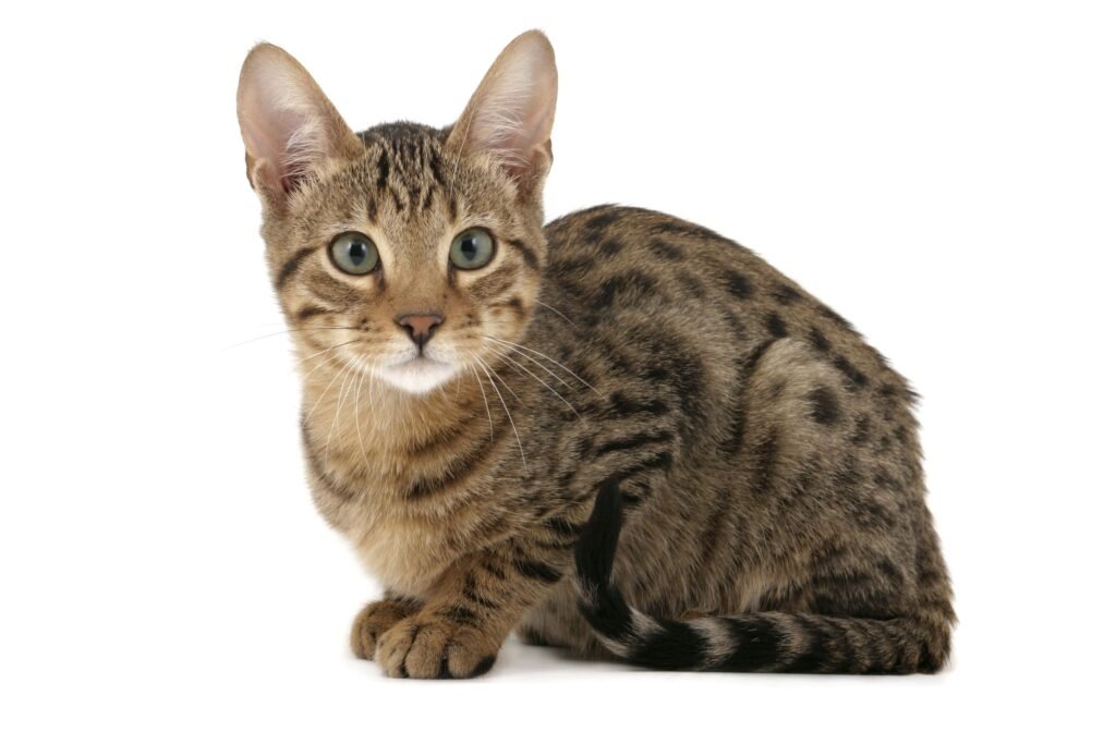 Care and Enrichment for Hybrid Cat Breeds
