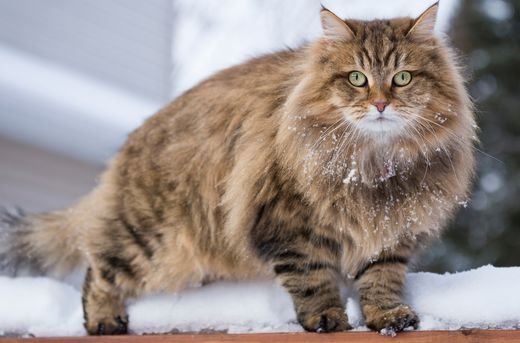 What Is the Difference Between Cat Hair and Fur?