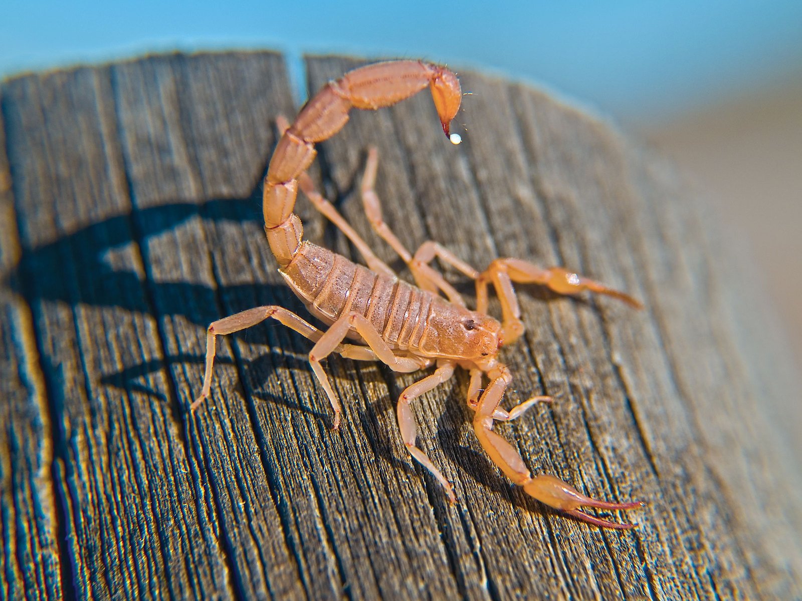 What to Do if Your Cat is Stung by a Scorpion