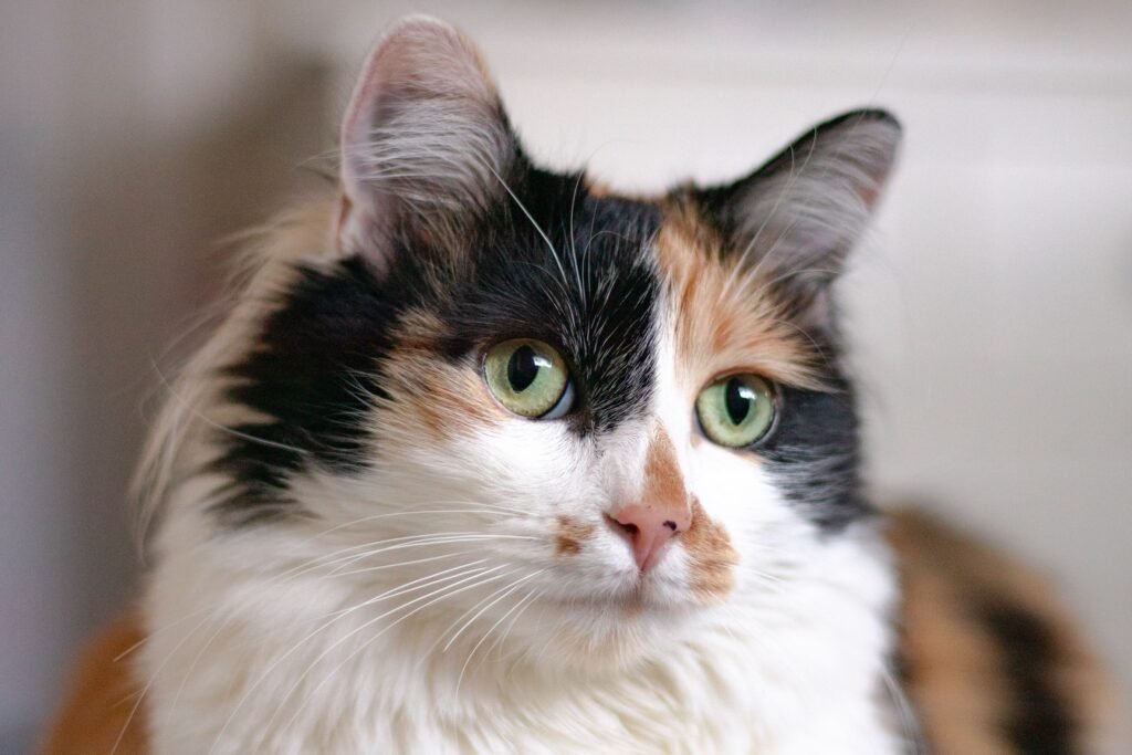 What Breeds of Cats Can Be Calico?
