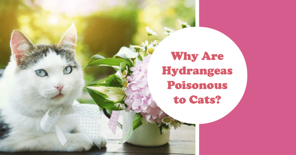 Why Are Hydrangeas Poisonous to Cats?