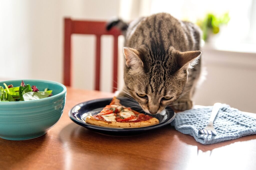 Cats who have had to compete for food in the past may eat quickly and swallow without chewing