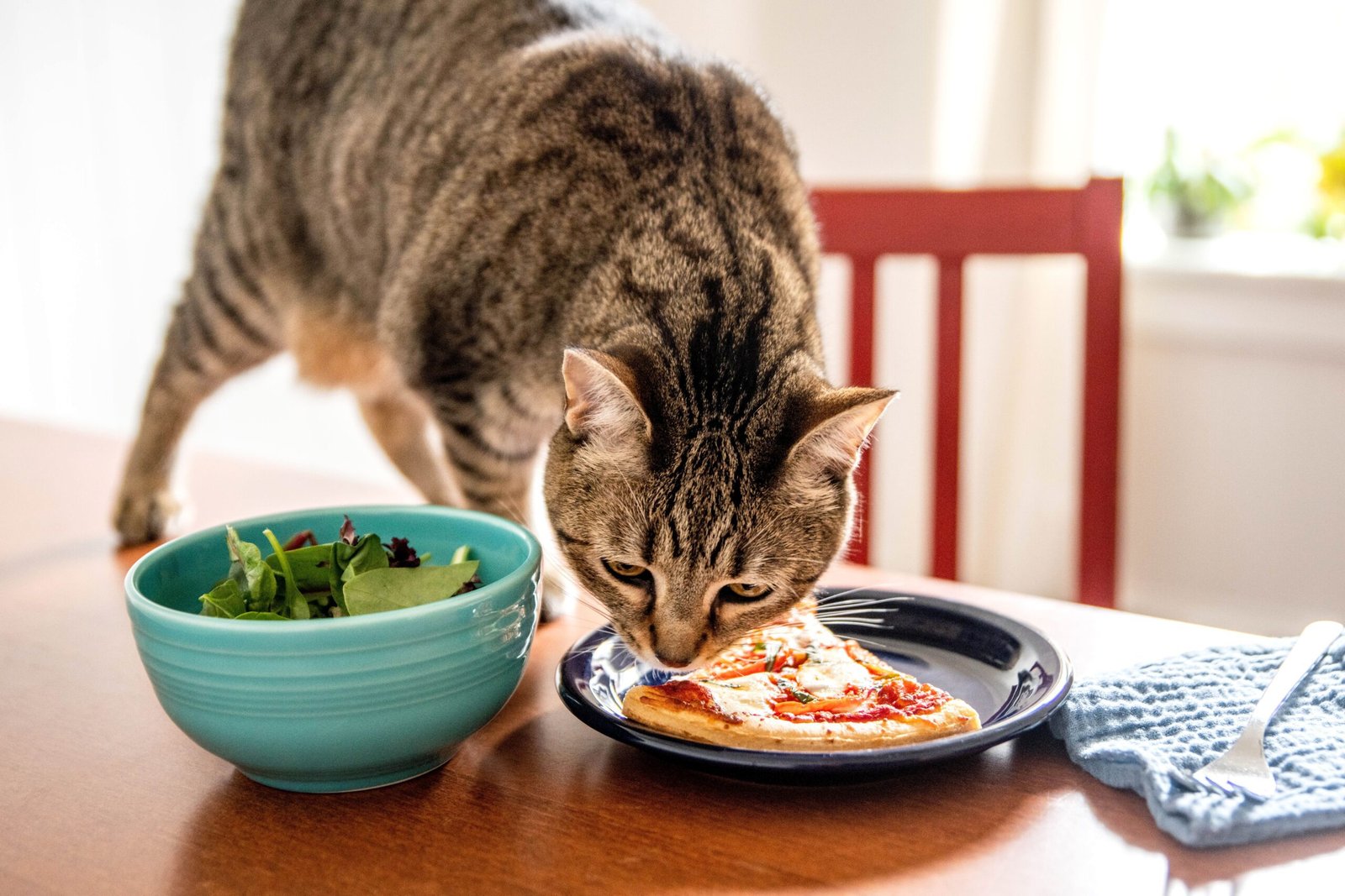why cats always seem hungry and beg for food scaled