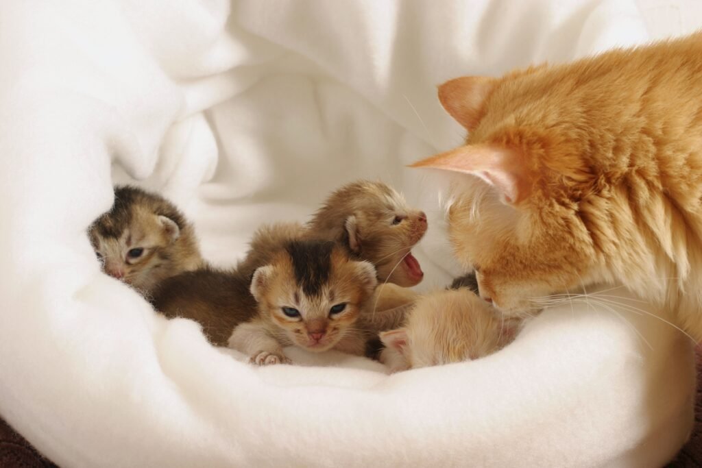 Seeking Veterinary Care for Kittens
