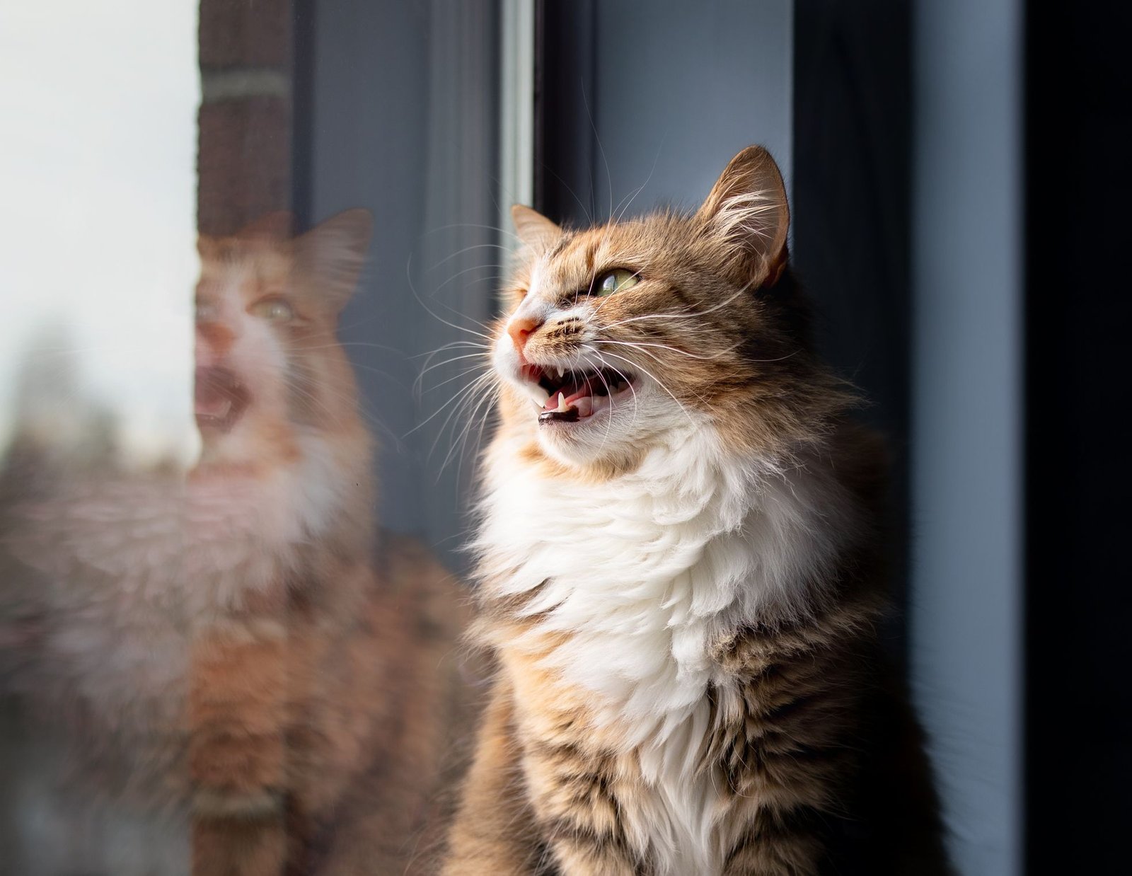 Why Do Cats Chatter at Birds: Cats' Flexibility in Vocal Behaviors