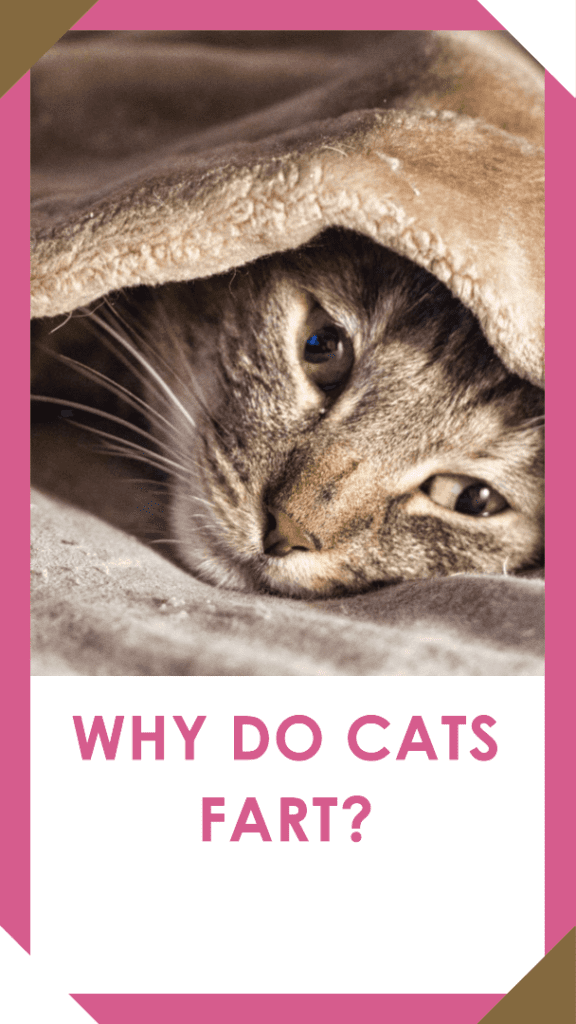 Why Do Cats Fart?