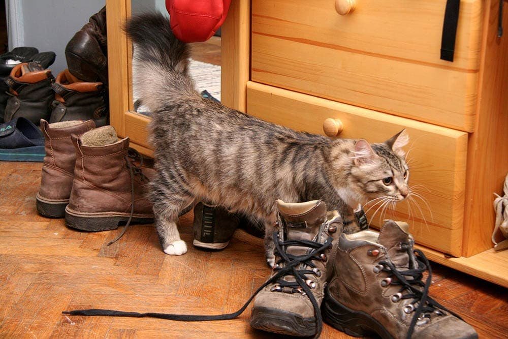 Why Do Cats Like Shoes?