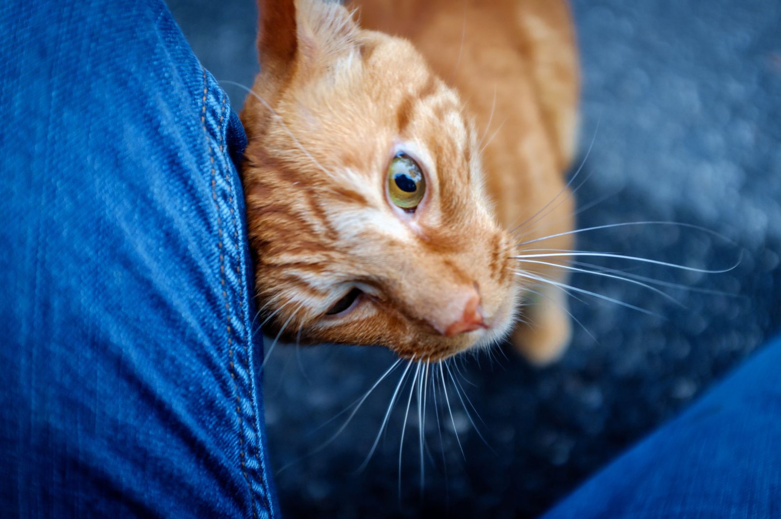 Why Do Cats Rub Against Your Legs: Showing Their Affection