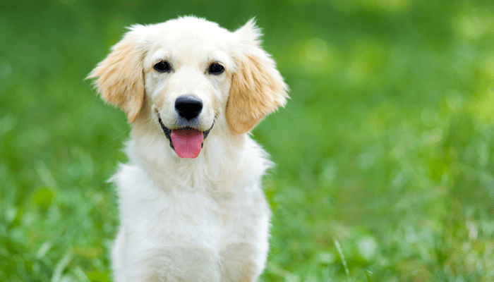 Why Dogs Eat Their Own Vomit