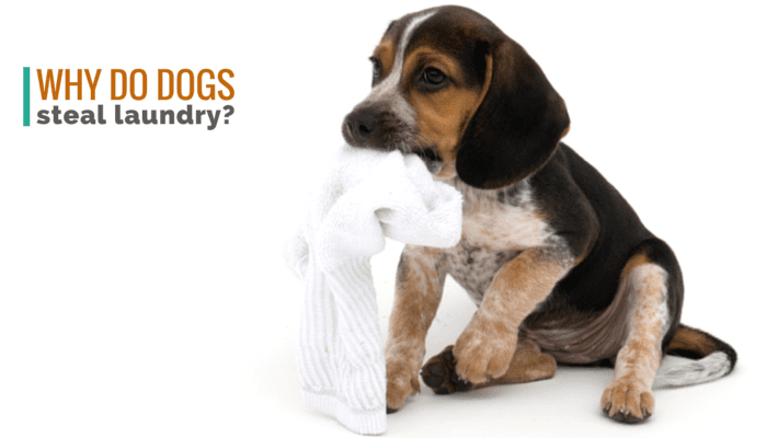 Why Dogs Steal Laundry