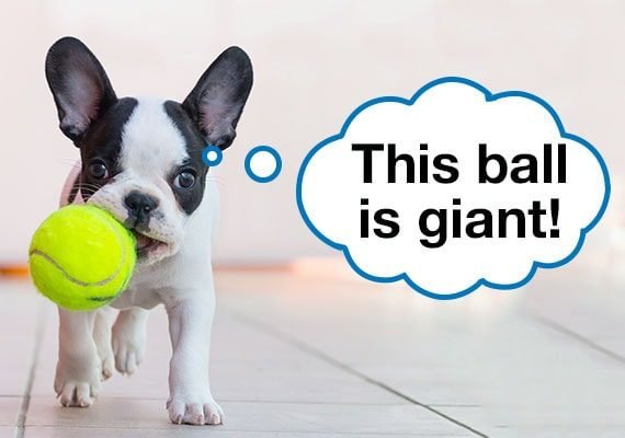 Why Tennis Balls can be Harmful to Dogs: Potential Swallowing