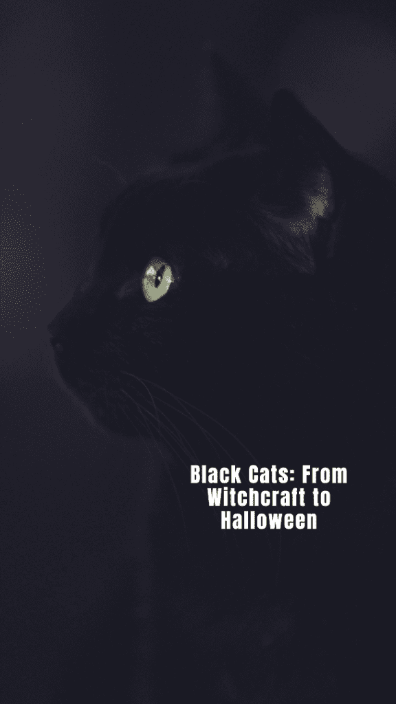 The Rich History of Black Cats and their Association with Halloween, Witchcraft, and Bad Luck.