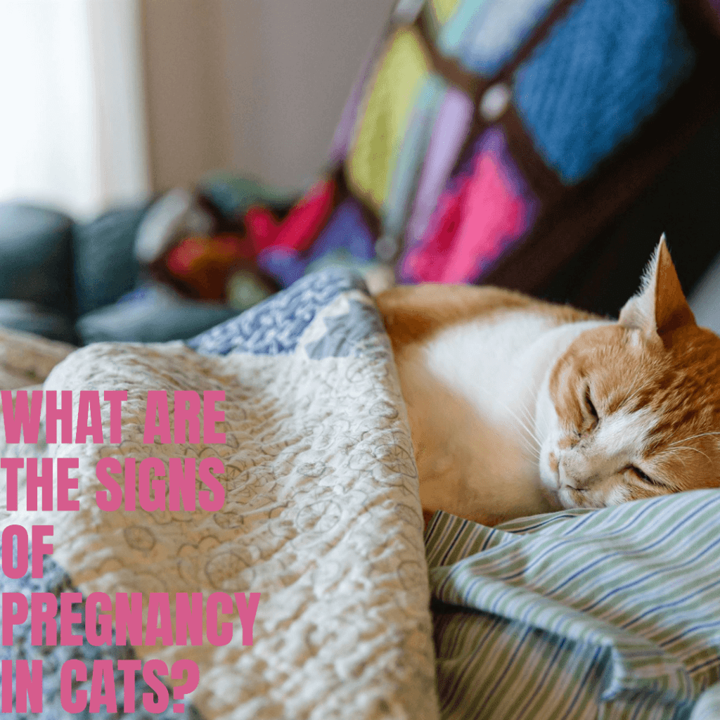 What are the signs of pregnancy in cats?