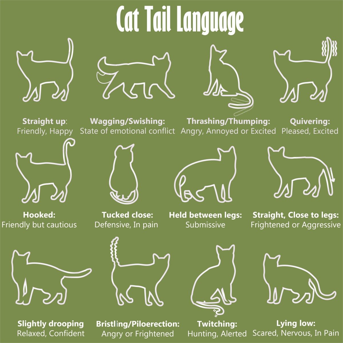 Other Forms of Cat Communication