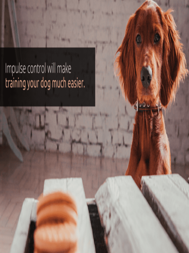 5 Ways to Increase Your Dogs Impulse Control - Puppy Leaks