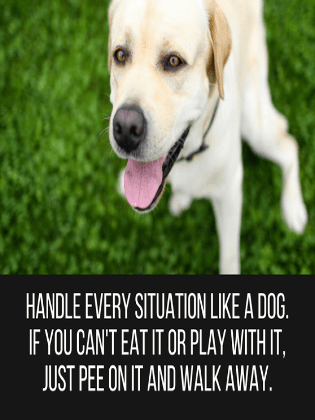 50 Cute & Funny Dog Quotes - Puppy Leaks