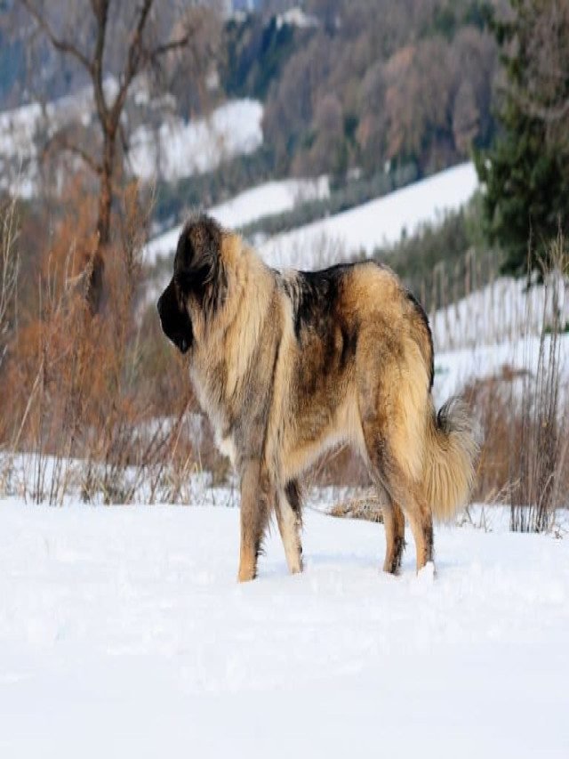 8 Russian Bear Dog Facts (Caucasian Shepherd) - Fact Animal