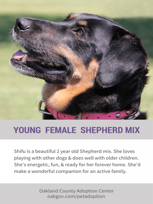 Adopt Shifu the Beautiful Young Shepherd Mix - Adopted! - Puppy Leaks