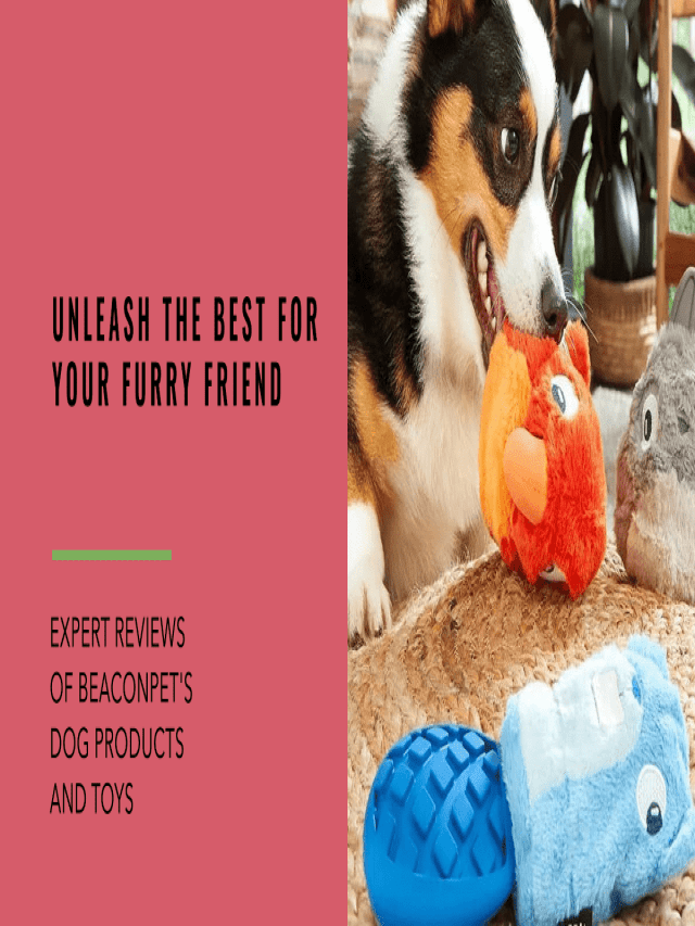 Beaconpet's Detailed Reviews of Dog Products and Toys