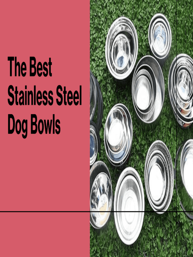 Beaconpet's Thorough Testing and Review of Stainless Steel Dog Bowls
