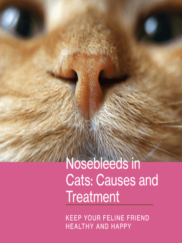 Causes and Treatment of Nosebleeds in Cats