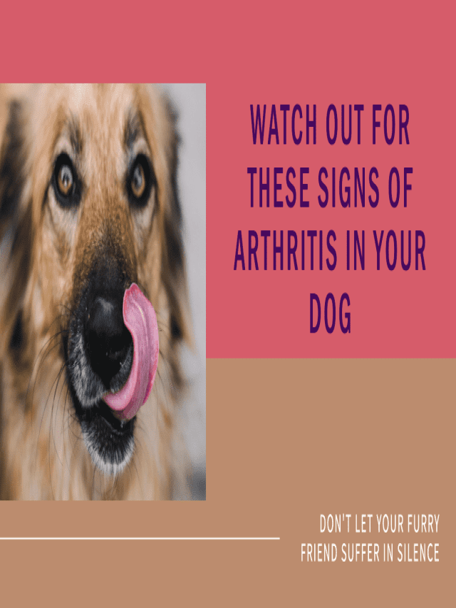 Common signs of arthritis in dogs include stiffness, limping, slowing down, pain after exercise, and reluctance to jump or climb steps