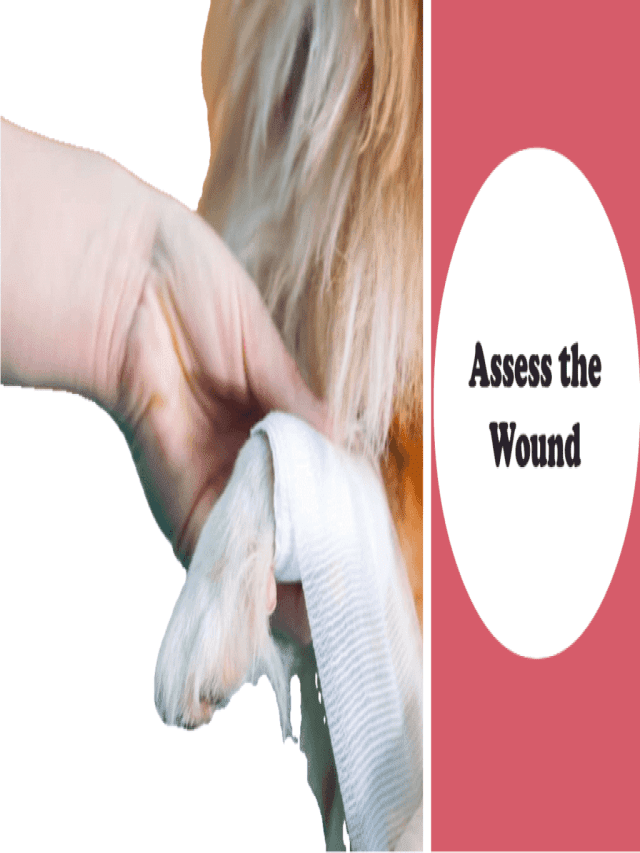 How to Care for an Open Wound on Your Dog - BEACONPET
