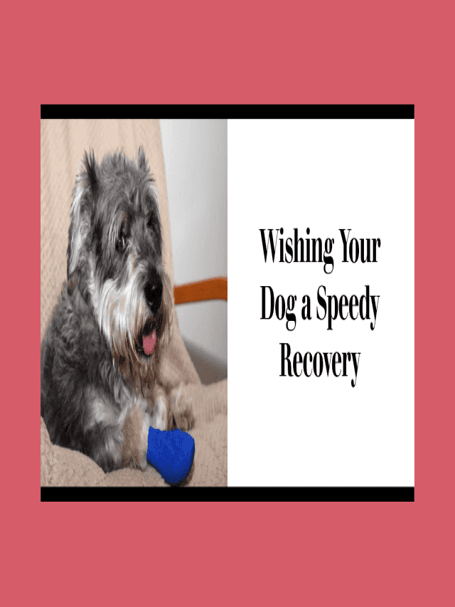 How to Care for Your Dog After Leg Surgery
