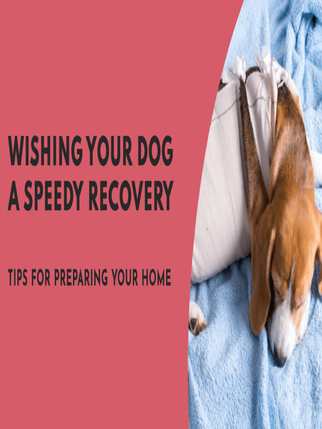 How to Care for Your Dog After Surgery - BEACONPET
