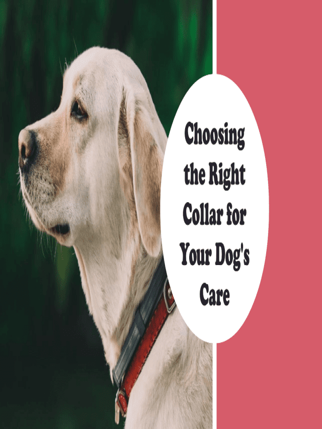 How to Pair the Perfect Dog Care Collar
