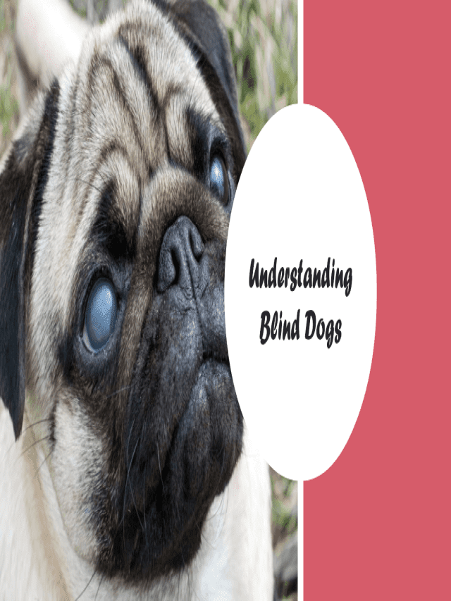How to Take Care of a Blind Dog