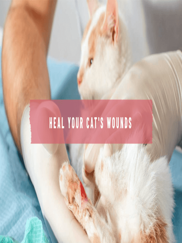How to Take Care of a Cat Wound