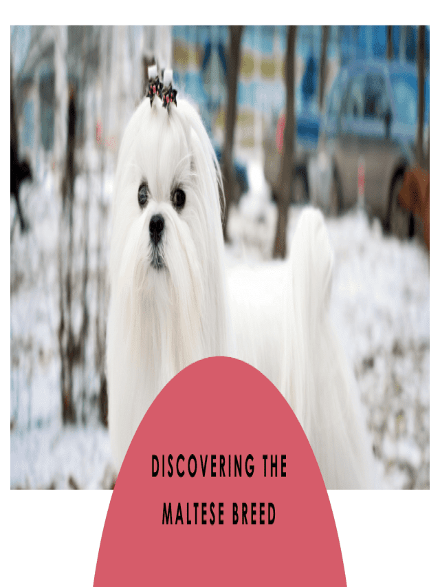 How to Take Care of a Maltese Dog