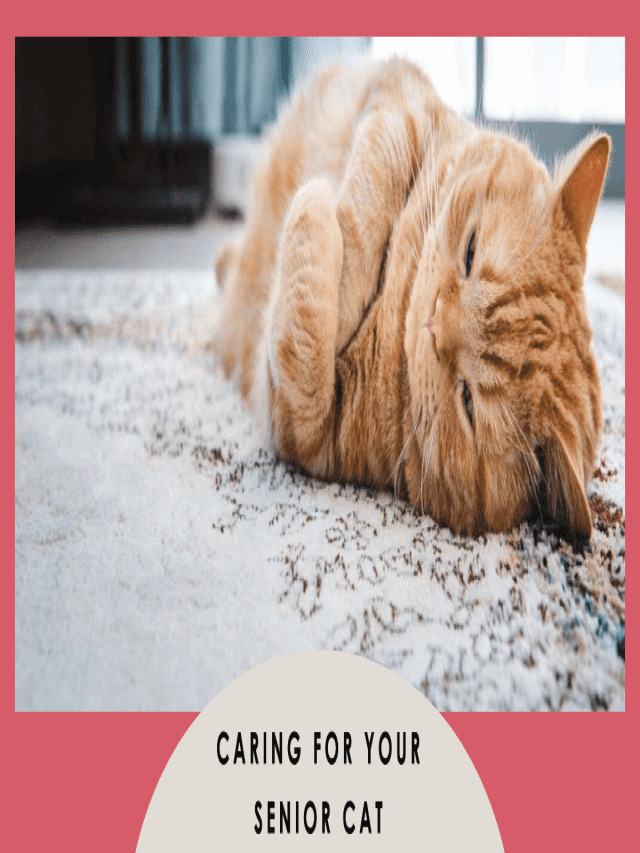 How to Take Care of a Senior Cat - BEACONPET