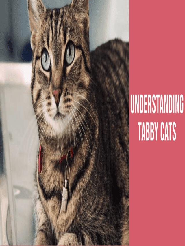 How to Take Care of a Tabby Cat - BEACONPET