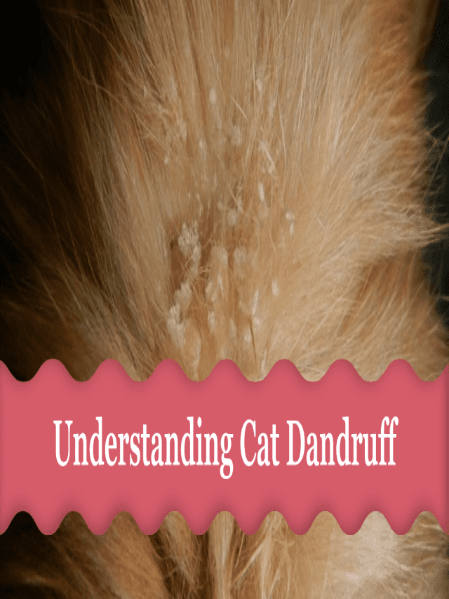 How to Take Care of Cat Dandruff - BEACONPET