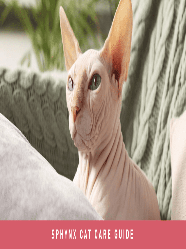 How to Take Care of Your Sphynx Cat - BEACONPET