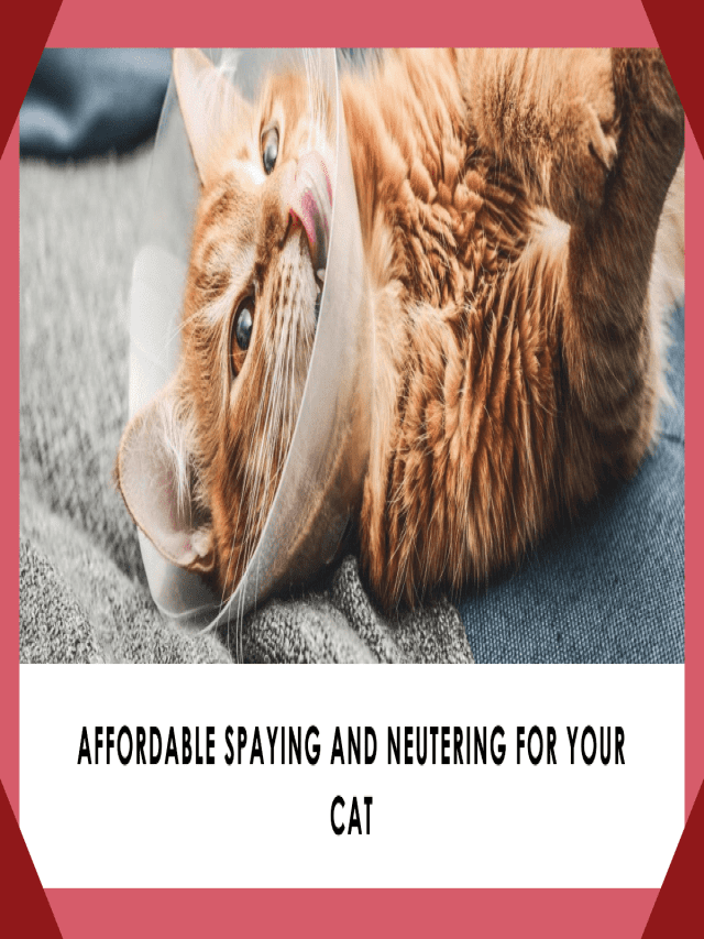 Spaying and Neutering Cats: A Crucial Procedure for Controlling the Pet Population and Preventing Unwanted Behaviors and Medical Issues