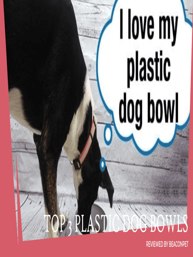 The 3 Best Plastic Dog Bowls Reviewed by Beaconpet