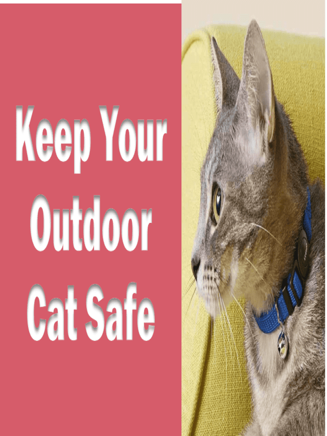 Top 9 Breakaway Collars for Outdoor Cats