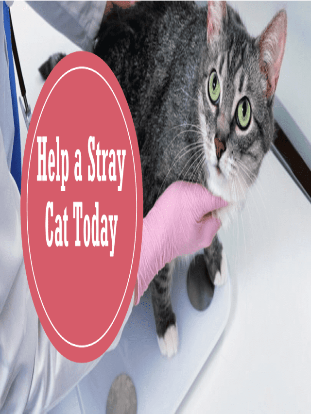 Where to Take a Stray Cat for Vet Care